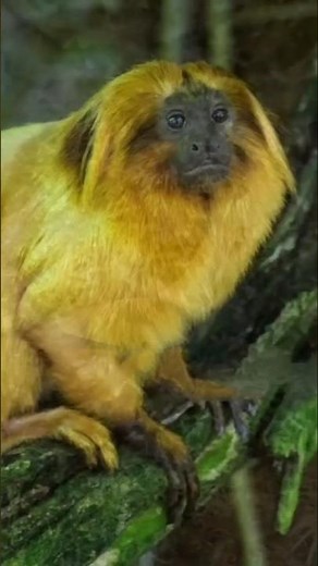 Top 10 Rare yellow animals in the world🐠 #nature #animals #yellow #rare #unique #species