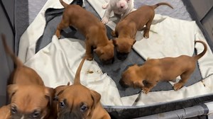 It’s almost kickoff for the Super Bowl! Our Puppy Bowl is going strong. Look at Daisy’s babies. They need names and we need you to help. For a $25 donation through our website you can help name them! https://adoptaboxerrescue.com/adopted-dogs/give-a-dog-a-name/ | Adopt a Boxer Rescue
