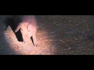"Carrie" (2013) CLIP: Killing the Pig [Portia Doubleday, Alex Russel]