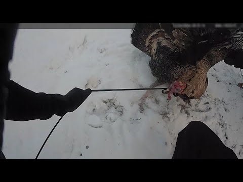 Turkey Resists Arrest