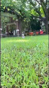 Beagle love. God love ❤️ #beagles #beagledog #beaglelovers #dogs #doglovers #viraldog #reels #reelsfb #reelsviralシ | Baileys The Beagle