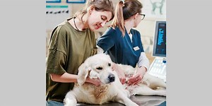 The use of ultrasound in common canine diseases