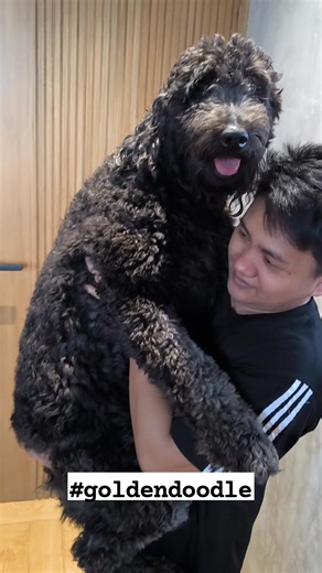 Goldendoodle are great companion dogs That are low shedding very sweet and cuddly. Great as a family indoor dog. Grey female standard goldendoodle f1 looking for a sweet loving forever home. | Poodles & Doodles of Manila