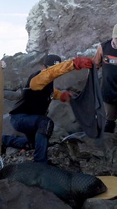 10K views · 1.4K reactions | Sea Lion Rescue on Conzag Rock Sea...