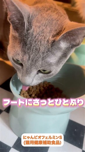 腸活*は犬猫も大切◆★*腸内細菌叢のこと毎日のごはんで、手軽にできるから早速、取り入れてみた！チェックマーク_緑：#PR #大正製薬#わんビオフェルミンS＃にゃんビオフェルミンS#犬＃猫