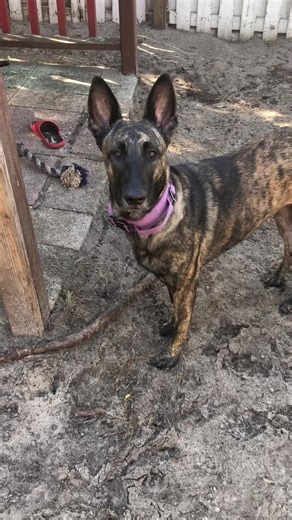 Oh man 🤦‍♀️ Dutch Shepherd owners can relate I’m sure! She’s becoming an adult dog and her behavior is showing it. My sweet little baby zofus has an attitude officially, and she’s a force to be reckoned with. #dutchshepherd #dutchie #workingdog #velcrodog ##winterishere