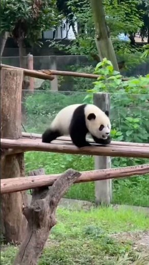 Best Falling panda fails