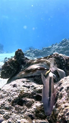Shape shifting colour changing OCTOPUS #octopus #underwaterworld #ocean #marinelife