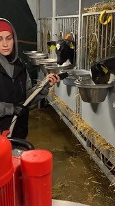 1M views · 10K reactions | Pretty Girl Feeding Hungry Calves Milk #cow #farm #calves #facebookreels #explorepage #challenge #CreativeContent #reels #videocontent #funtimes #Amazing #entertainment #craftywork #LikeFollowShare #follower #fyp | Tammie Martinez | Facebook