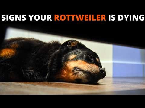 10 Critical Signs That Indicate Your Rottweiler Is Dying
