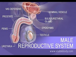 Anatomy and Histology of Male Reproductive System