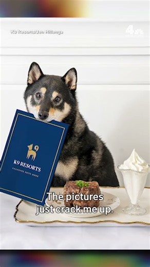 $1,000 a night for a DOG HOTEL??