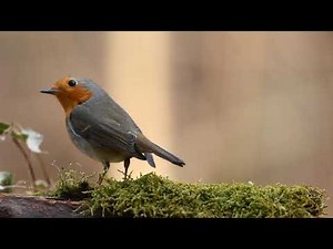 Beautiful Birds//Beautiful birds in the world
