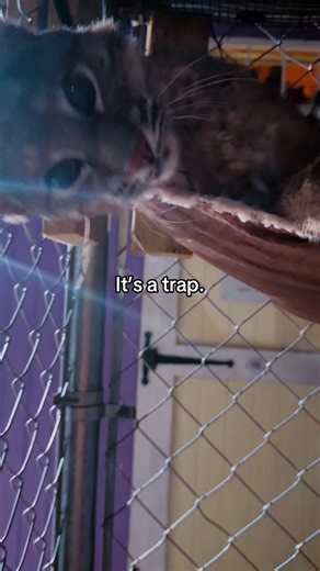 Some animals are friend-shaped and make friend sounds but are not friends that belong in your living room.