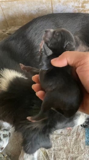 One-Day-Old Puppy Care: A Complete Guide