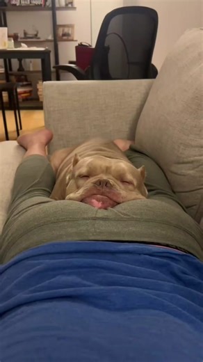 Funny Fart Prank with Pets That Will Make You Laugh