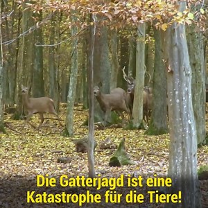 2.5K views · 807 reactions | GATTERJAGD MUSS VERBOTEN BLEIBEN ‼️ Die Landesregierung in Burgenland plant die Aufhebung des Gatterjagdverbots! 歷 Es ist wirklich unglaublich  DU bist aus Burgenland und möchtest den Tieren helfen? Dann schreib uns eine E-Mail: kontakt@gatterjagdverbot.at Vielen Dank im Voraus für deine Mithilfe!  | VGT Austria | Facebook
