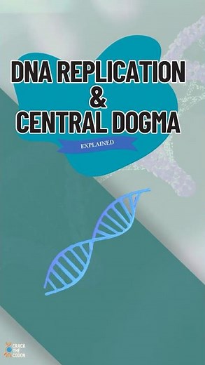 DNA ➝ RNA ➝ Protein | Central Dogma Explained in 60 Seconds 🧬 #DNA #RNA #Protein #centraldogma