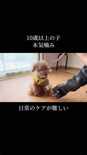 Training Your Dog: Essential Commands for Success