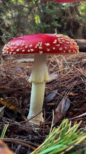 3.8M views · 93K reactions | Happy Fungus Friday, here’s a super...
