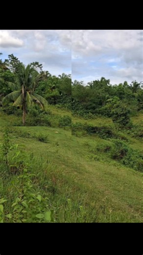 6 comments | Cebu lot for sale in Aloguinsan Cebu Philippines Area: 29,000 sqm tax declaration at 120/sqm expandable up to 12 hectares #ninojumaoascaturza #rebl0015450 #boholfarmlands #cebufarmlands #ncrealestateservices #ra9646 #pd957 | Bohol and Cebu Properties for sale | Facebook