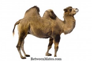 Différence entre PHP et C Différence entre - Autres 2025