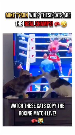 Cats Watched Boxing Once & Now Think They’re Heavyweight Champs! 🥊😹 #shorts