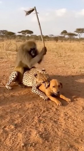 This monkey solves any problem😂 | Surprising Clips TV