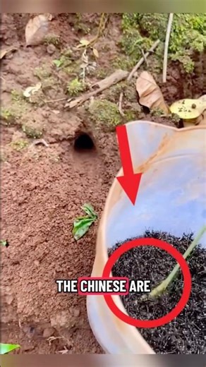 They Use Live Ants as Weapons...