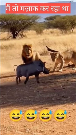 The Lion & Pig Fable