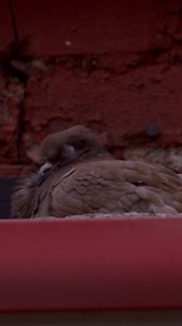 They call it the city that never sleeps, and pigeons have also embraced the 24-hour lifestyle of the Big Apple. The Pigeon Hustle premieres Wednesday, November 5 at 8/7c on PBS. | Nature | PBS