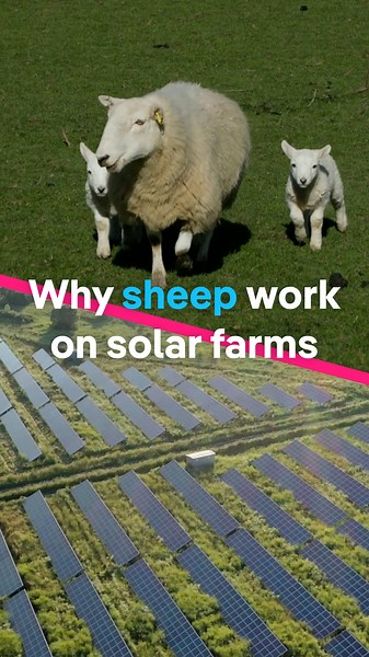 Why sheep work on solar farms