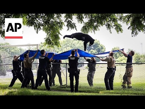 WATCH: Black bear falls from tree after being tranquilized