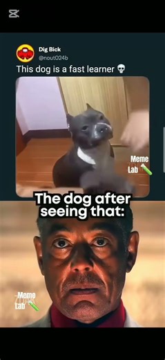 The doggo is cooked 😱