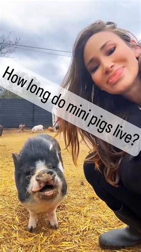 3.4K views · 25 reactions | How long do mini pigs live? This is my opinion on what a mini pig owner can do to help ensure a healthy, long life with their amazing companion! ❤️ SoCalMiniPigs.com (see full version on our TikTok @socalminipigs) | socalminipigs.com | Facebook