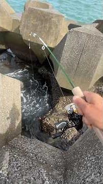 【穴釣り】巨大テトラの隙間から 穴釣り🎣釣り初心者でも簡単