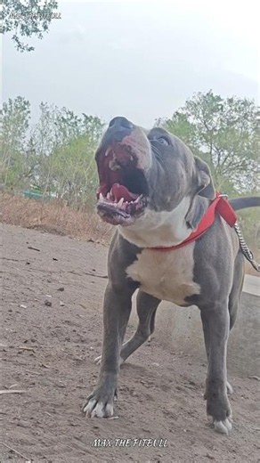 Never mess with these dogs 🥵 #max #pitbull #facts #dogbreed #dogvideos #shorts #shortsfeed #pets