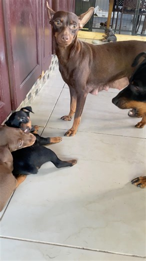 Min Pin Father Communicating With Two Of His Pups #shorts