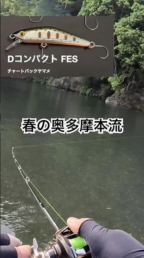 奥多摩下流域にてニジマス狙ったルアーフィッシング✨今回もdコンに救われる#渓流ルアー #fishing #ベイトフィネス #キャッチアンドリリース