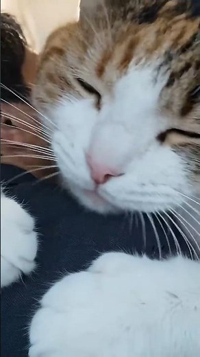 AI 巨大猫のお出迎え