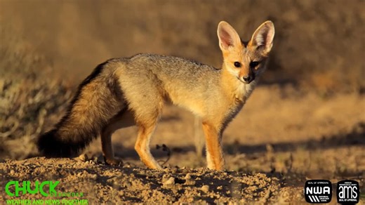 Cape Fox🖊️Animals FactsThe Cape fox is found only in the arid areas of southern Africa. Its range covers Namibia, Botswana, and western and central South Africa. This small, slim fox lives in dry… | Chuck DeBroder
