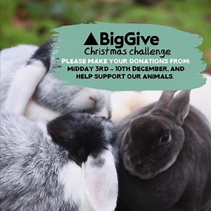 Here at Ferne Animal Sanctuary, the Big Give is a vital, annual online fundraising event which enables us to raise essential funds through a matched funding campaign. Here's how it works and how it helps us at Ferne: The Big Give runs its annual Christmas Challenge, where charities like ours can raise funds with the support of matched funding. This means that every donation made during the campaign is matched by a group of generous donors or funders, effectively doubling the value of each contri