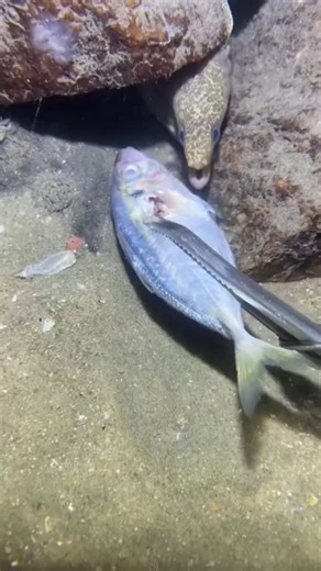 solwing | Fish cought #followers #hairproduct #tondegamer #panda #reels | Instagram