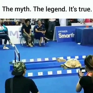 41K views · 522 shares | Story of Rabbit & Turtle is true  | The Trolling Society | Facebook