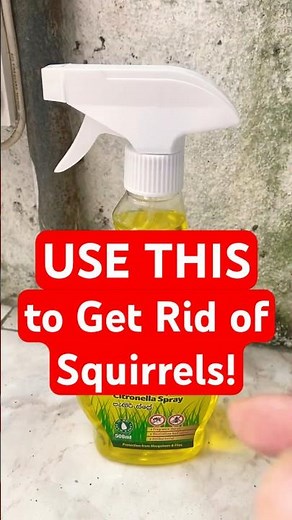 How to Get Rid of Squirrels in your Garden or House or Roof Rafters- use this spray!