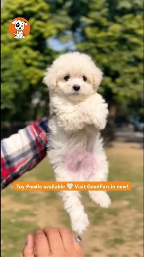 White Toy Poodle Puppies for Sale in India 🤍🐶 | Toy Poodle Price in India 💰 #toypoodle