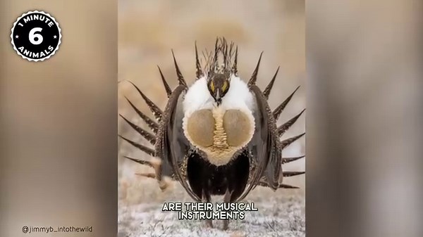 49K views · 2.1K reactions | Top 10 Most Quirky Birds on Earth | 1 Minute Animals 列 Are you ready to meet the most peculiar birds on the planet? From masters of camouflage to flamboyant courtship displays, there's so much to uncover in our "Top 10 Most Quirky Birds on Earth!" video!  #Top10 #Top10Birds #Top10QuirkyBirds #QuirkyBirds #bizarrebirds | 1 Minute Animals | Facebook