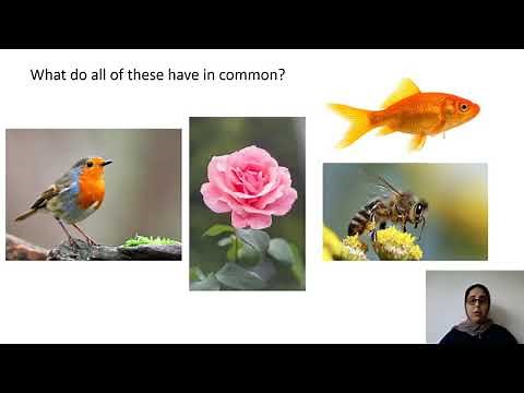 28.04.20 Year 4 Science - Living Things and Their Habitats