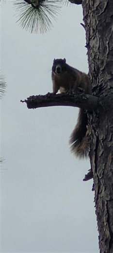 I spotted this cutie on the hiking trail today! He's a giant squirrel native to Florida called a Sherman Fox Squirrel. Have you ever seen one? | Happiness In Your Life