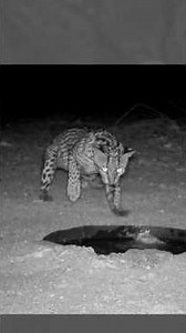 A Primeira Descoberta: Como os Animais Reagem ao Ver o Bebedouro na Caatinga